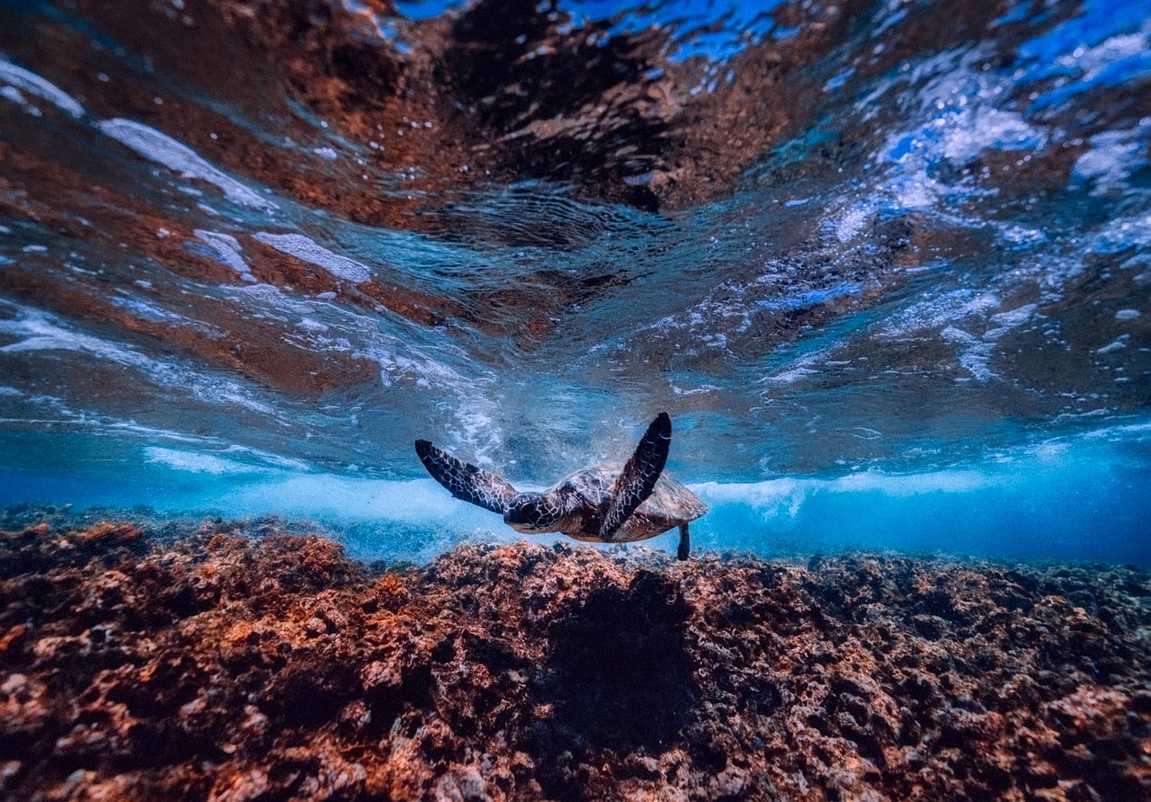 The Effects of Climate Change on Coral Reefs